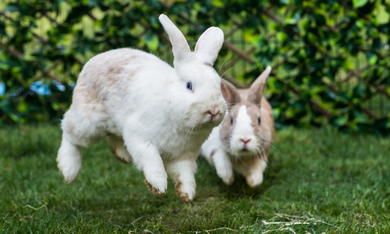Top tips to keep your rabbits safe in the hot weather Image