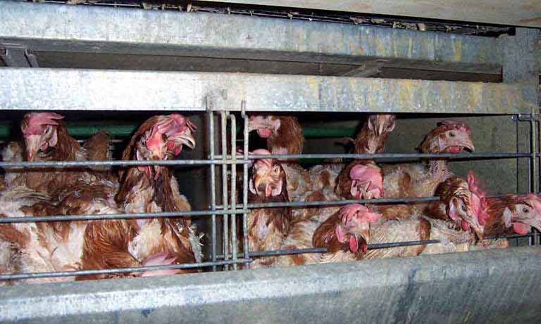 The impact of trade deals on animal welfare and UK shopping baskets Image