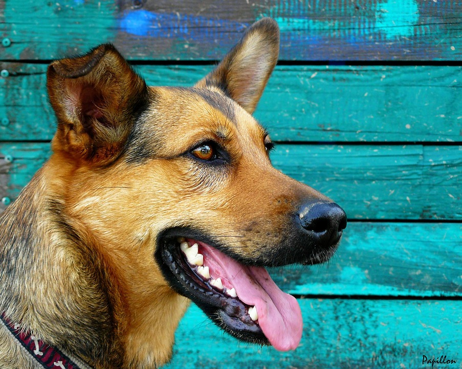 Charities and vets demand dangerous dog law overhaul  Image