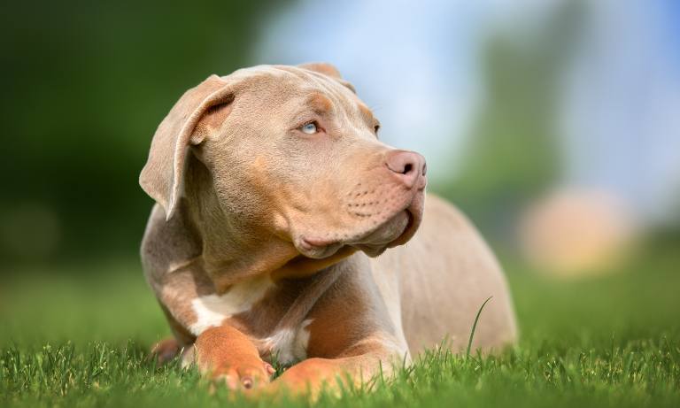 Details announced of American XL bully dog ban in England and Wales, Dangerous dogs