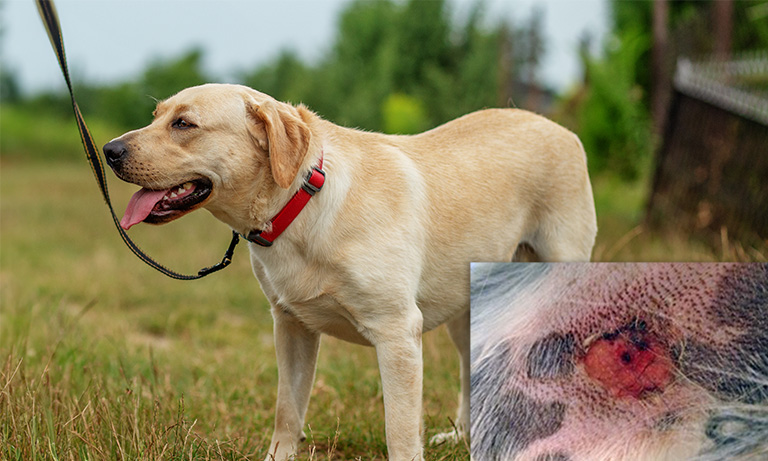 Alabama Rot: what dog owners need to know Image