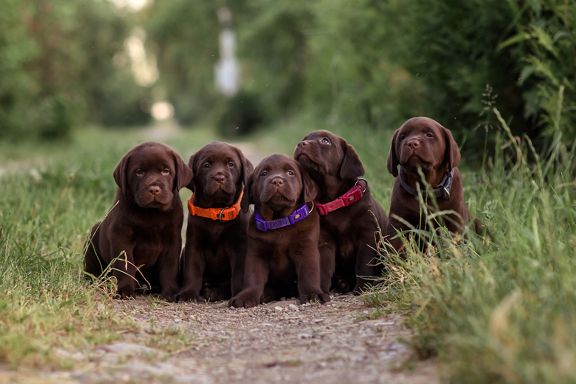 Getting started with health testing