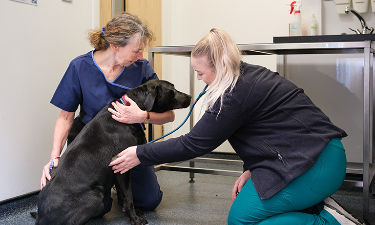 RVNs: our highly valued allied professionals Image