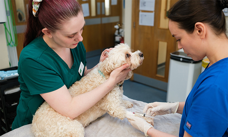 Standing up for the veterinary profession Image