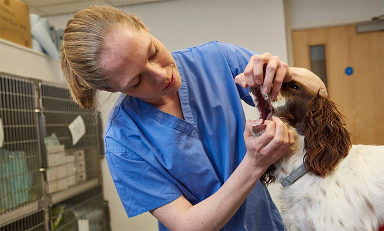 BVA raises concerns of unintended consequences as it publishes joint response to CMA’s Issues Statement Image