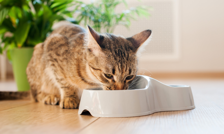 Cat and dog diets Image