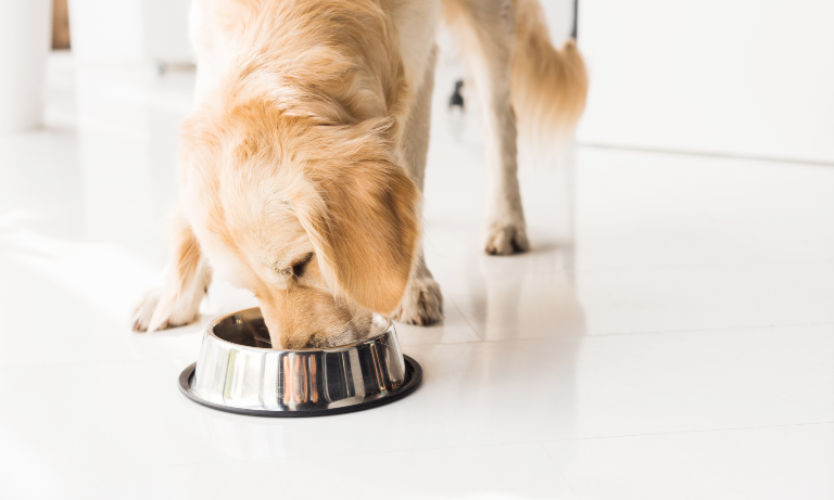 Is it safe or advisable to feed my dog or cat a raw meat-based diet?  Image