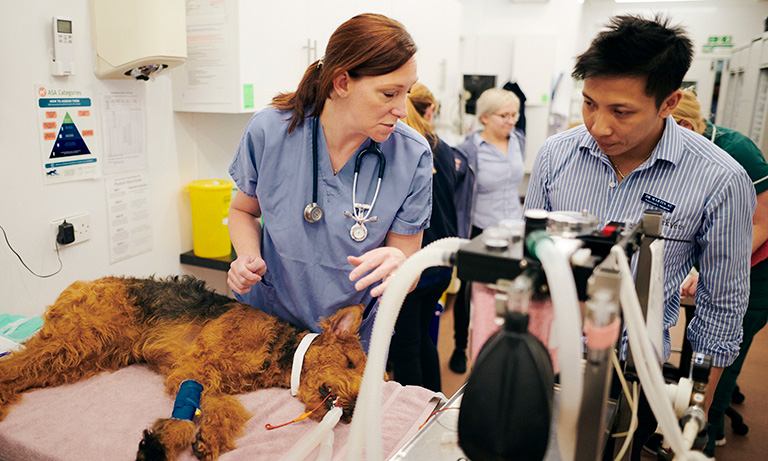 BVA responds to new RCVS data modelling UK veterinary workforce and service demand Listing Image