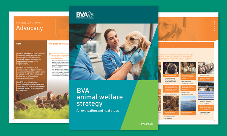 BVA Animal Welfare Strategy: a decade of welfare wins, as new priorities unveiled Image
