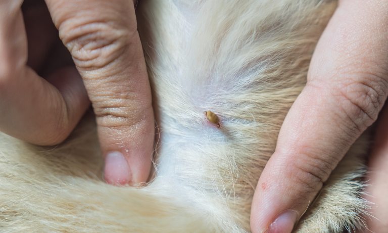 Protecting your pet from ticks: a guide for UK pet owners Listing Image
