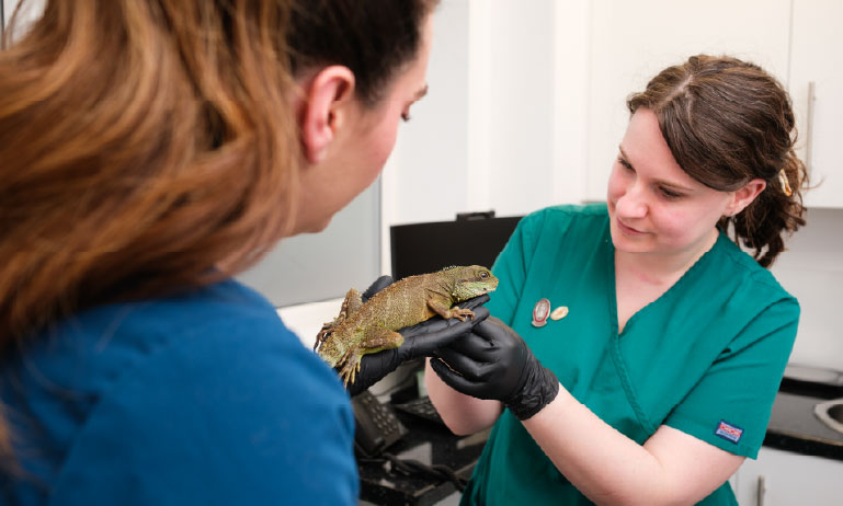British Veterinary Association responds to CMA’s potential ‘remedies’ as UK veterinary services investigation continues Image