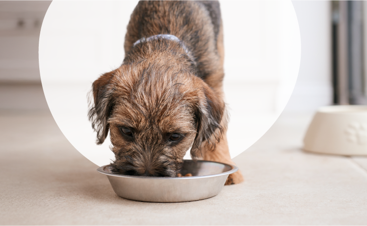 What should I feed my dog? Image