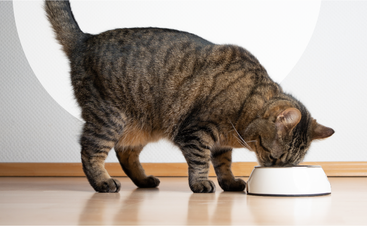 What should I feed my cat?  Image