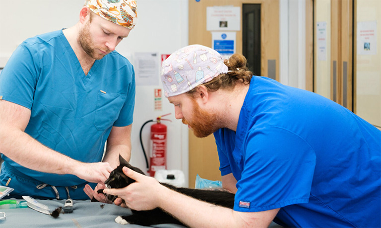 BVA speaks to the BBC amid reports of rising vet costs impacting animal welfare Image