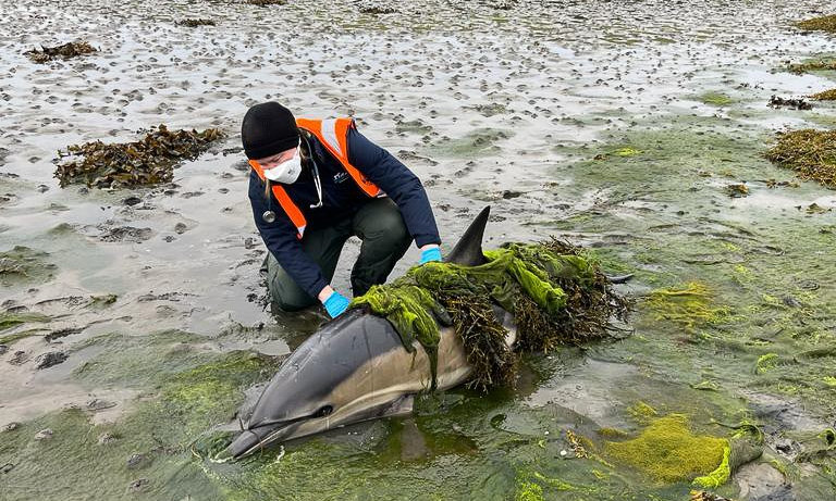 Meet the BVA Young Vet of the Year finalists: Leah Hunter Listing Image