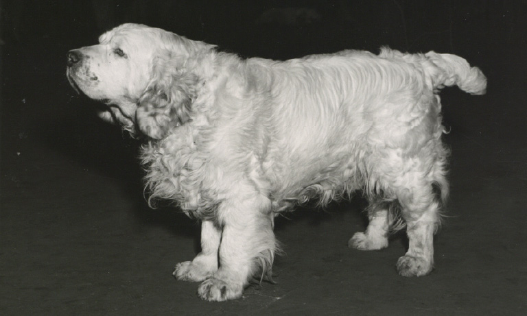 Leaps and bounds: how canine hip health has progressed in the last 60 years Listing Image