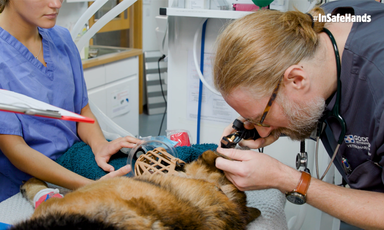 #InSafeHands: caring for Max the German Shepherd Image