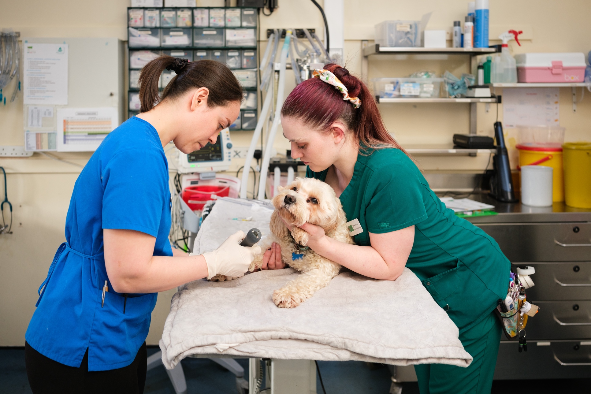 BVA calls on vets to support reform of outdated veterinary legislation as Government launches proposals  Image