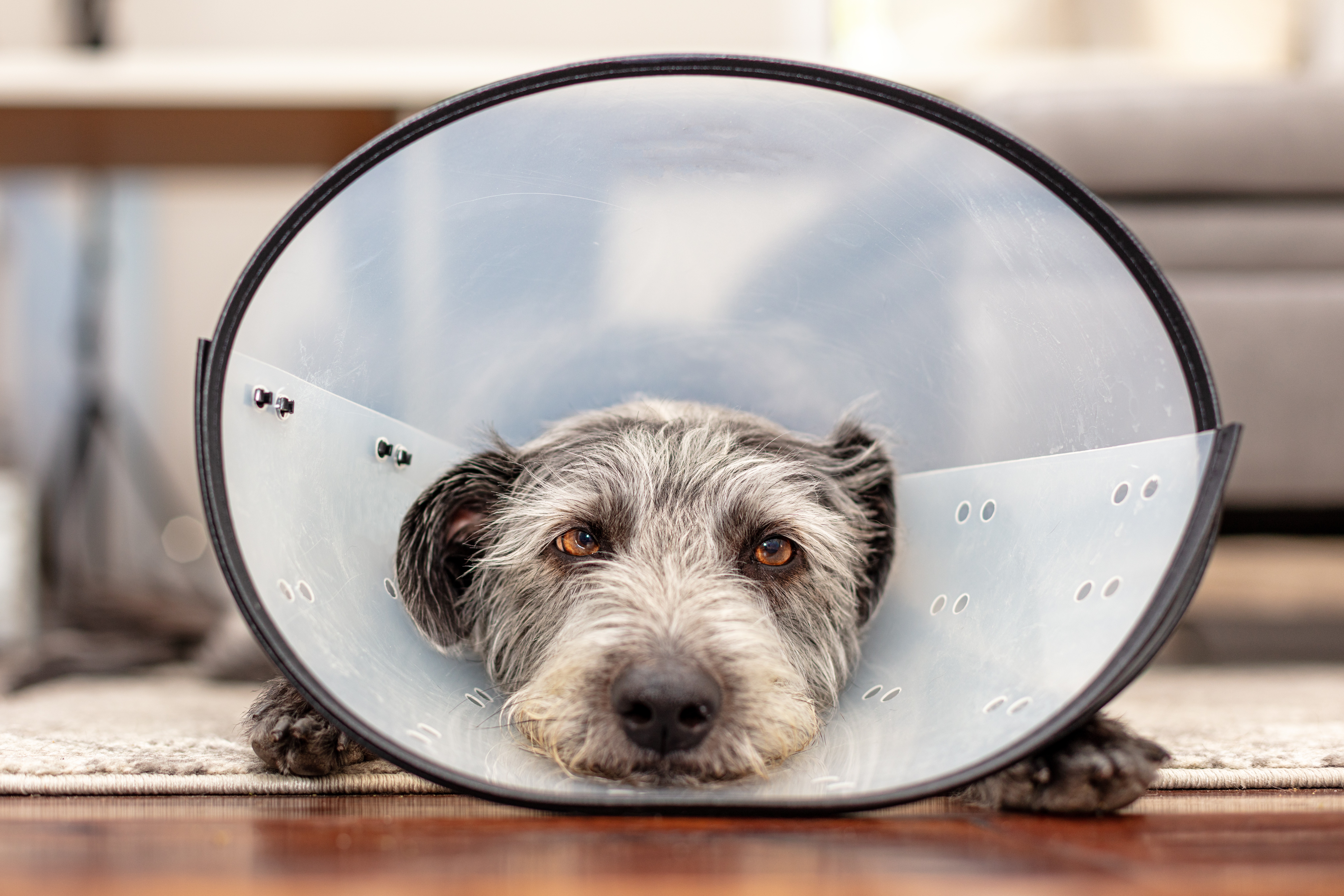 Updated neutering guidance from BVA and BSAVA moves away from one-size-fits-all approach  Image