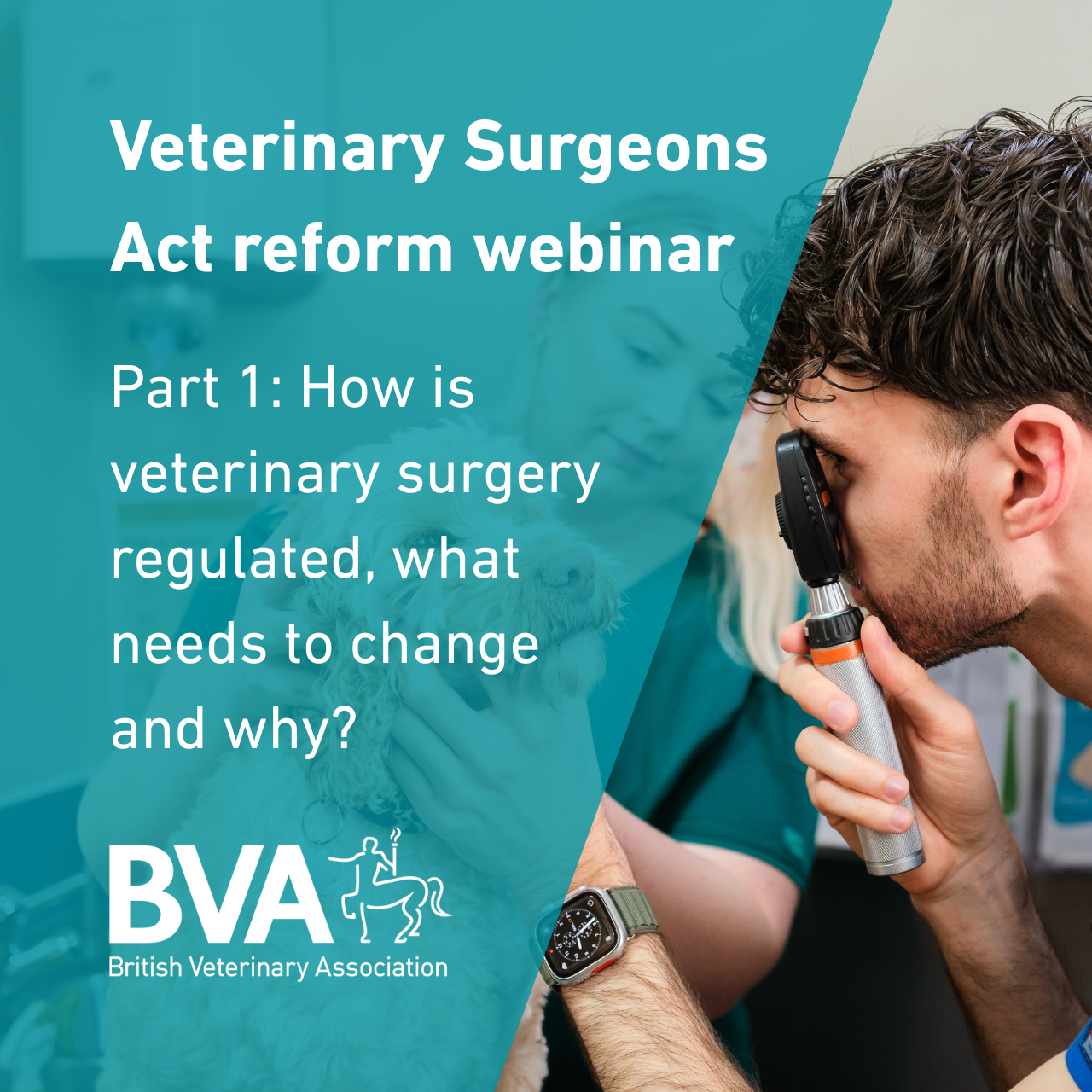 PART 1: Reforming the Veterinary Surgeons Act: how is veterinary surgery regulated, what needs to change and why? Image