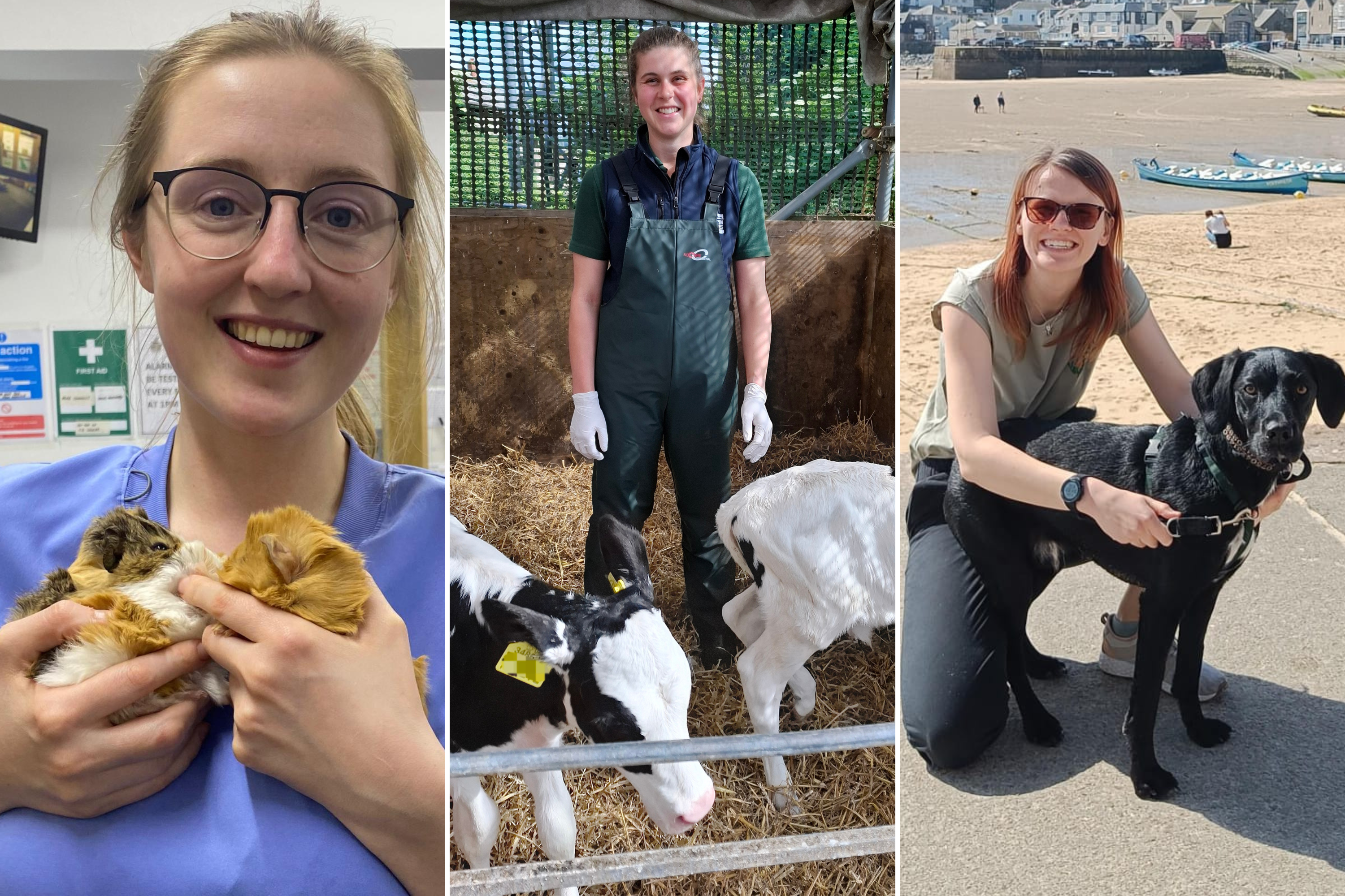 BVA Young Vet of the Year 2026 finalists unveiled    Image