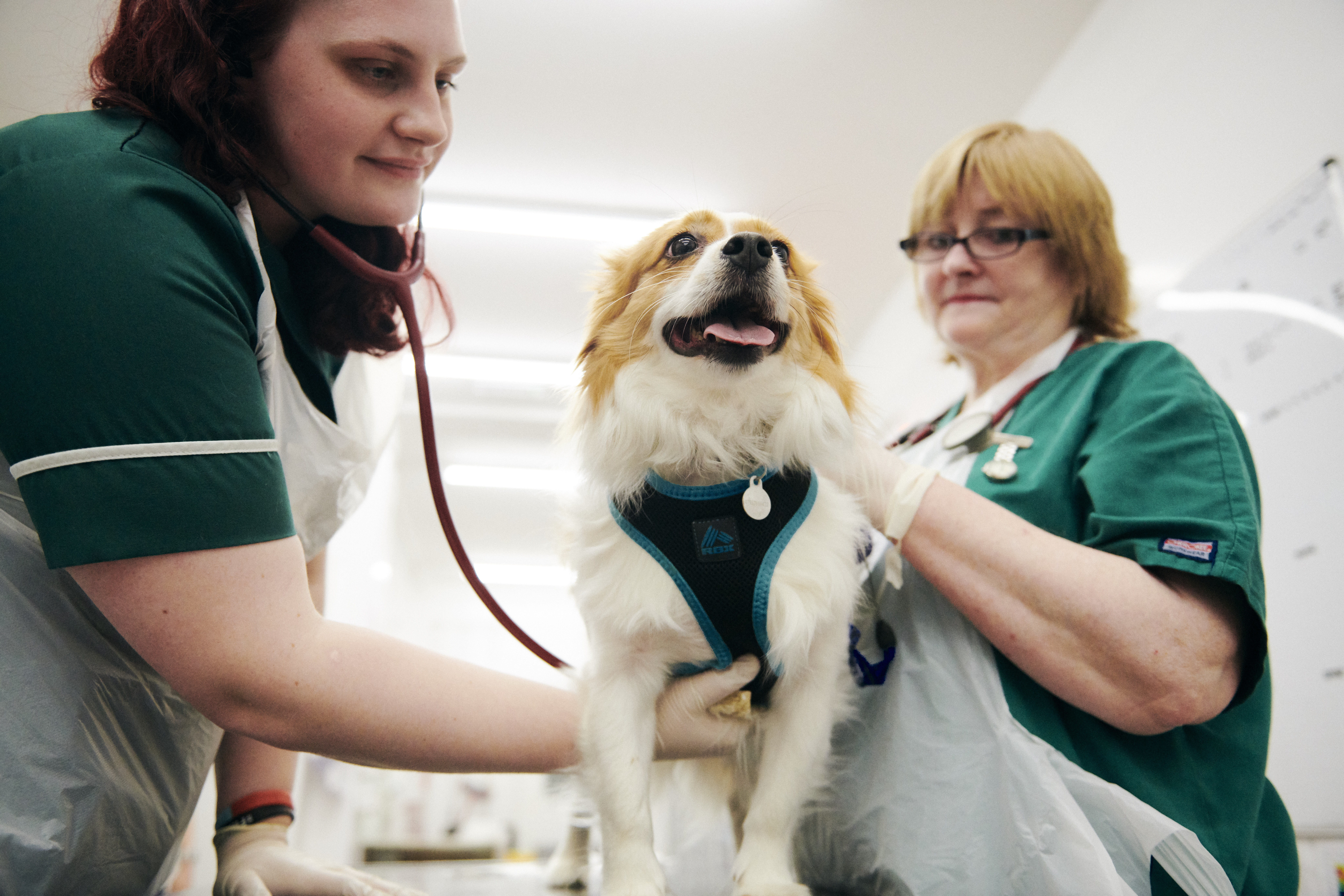 A condition-specific approach to reducing antimicrobials in the companion animal sector matter   Listing Image