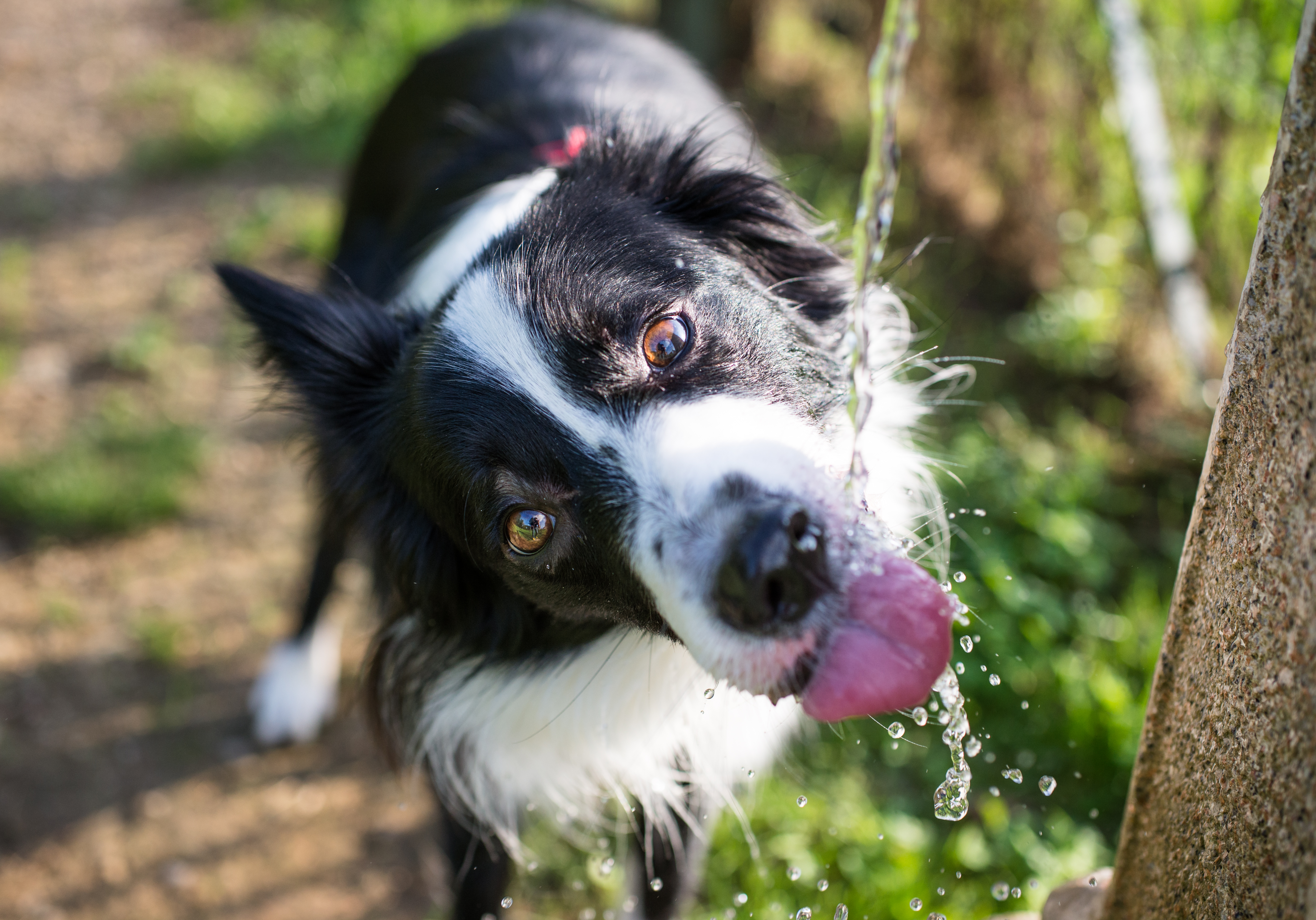 Urgent advice for pet owners as temperatures soar Image
