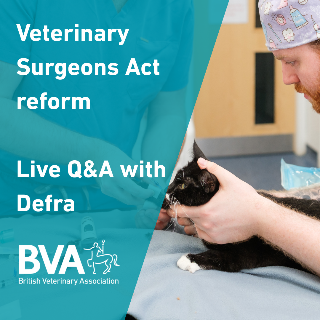 Veterinary Surgeons Act reform: Live Q&A with Defra Image