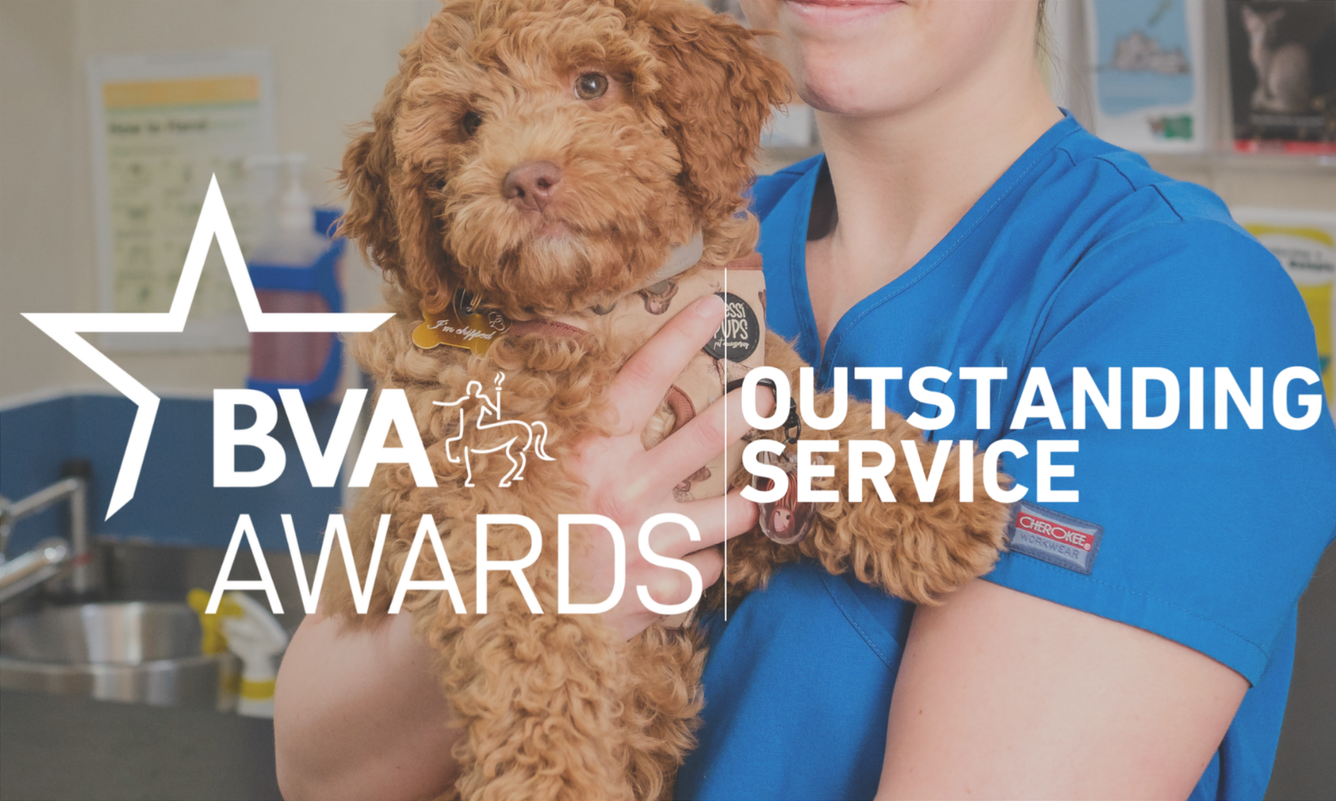 BVA Outstanding Service Award Image