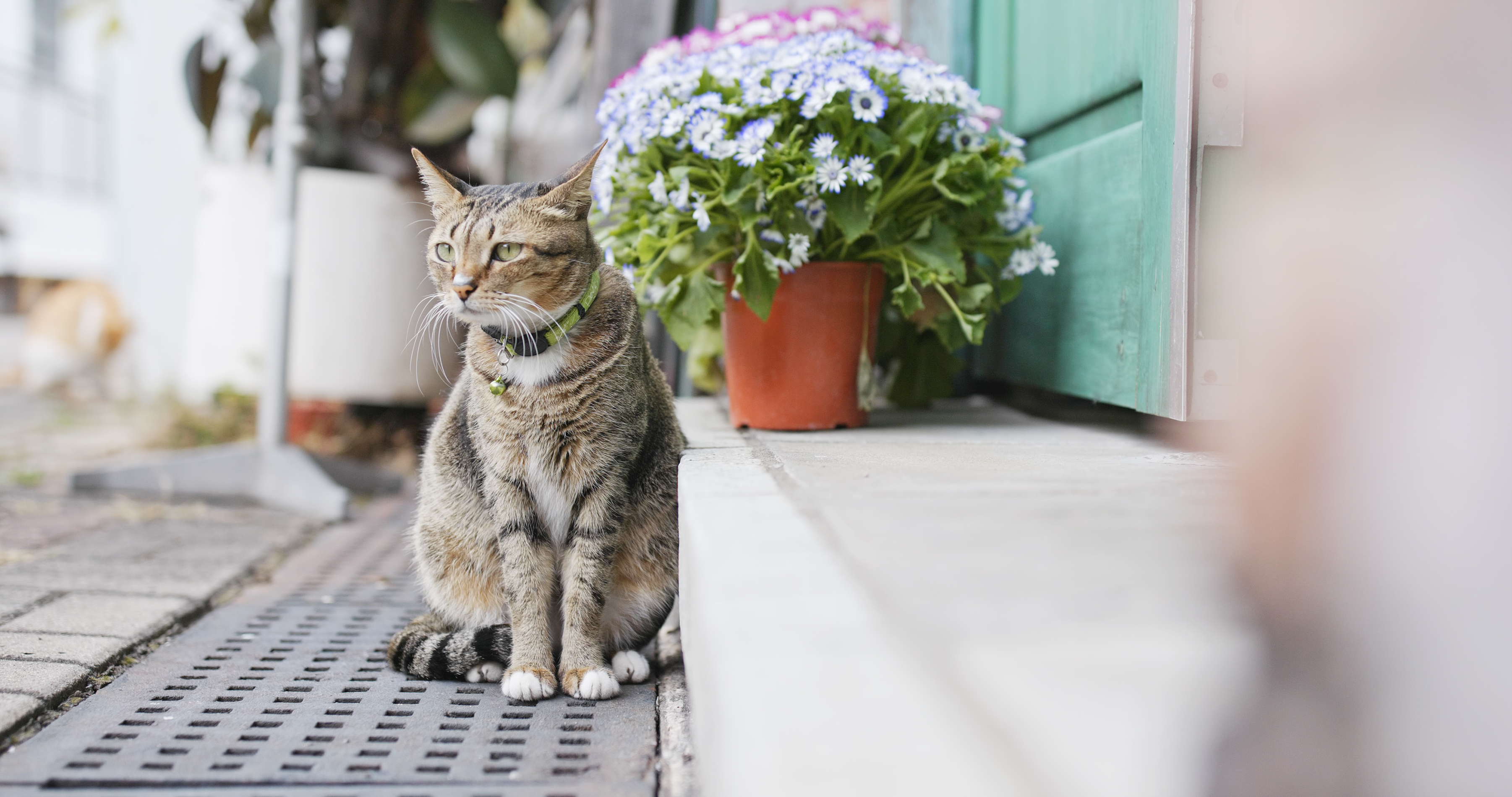 Homeownership and Mortgage Opportunities for Veterinary Professionals Listing Image