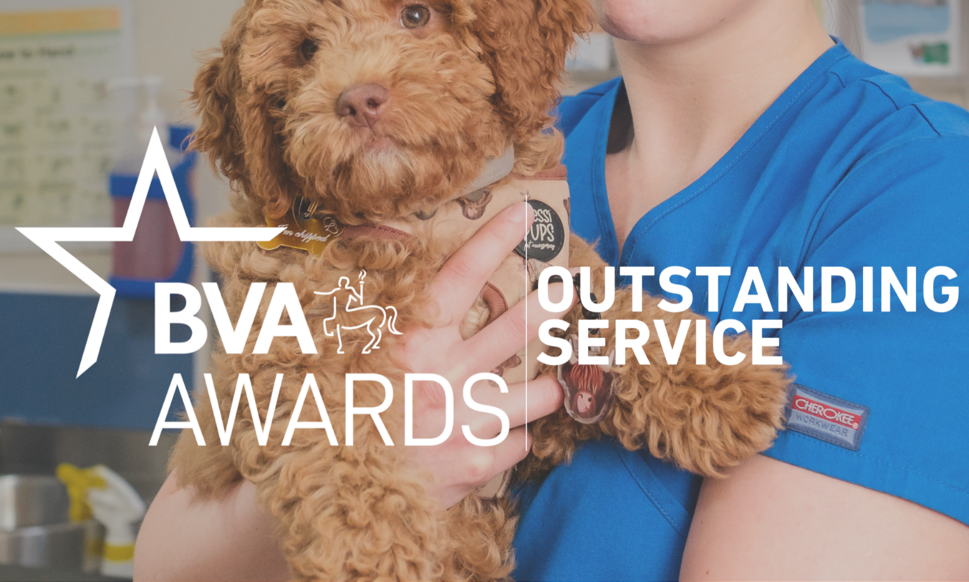 BVA Outstanding Service Award Image