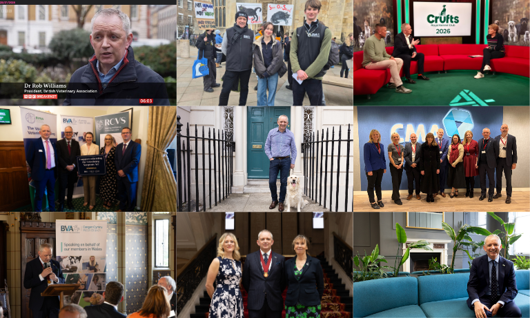Giving a voice to the veterinary profession Image