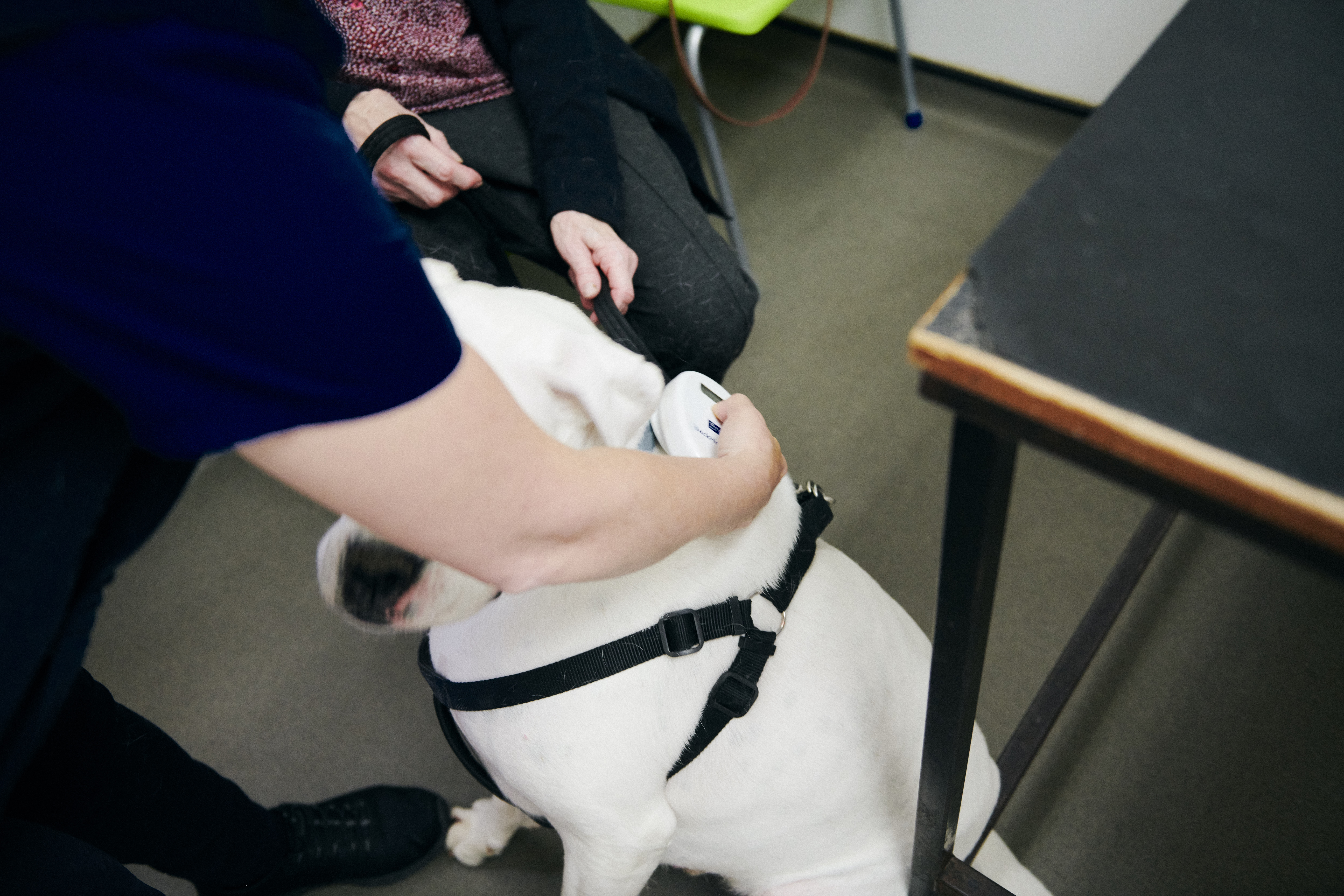 Microship Vets hail launch of centralised pet microchip portal | British ...