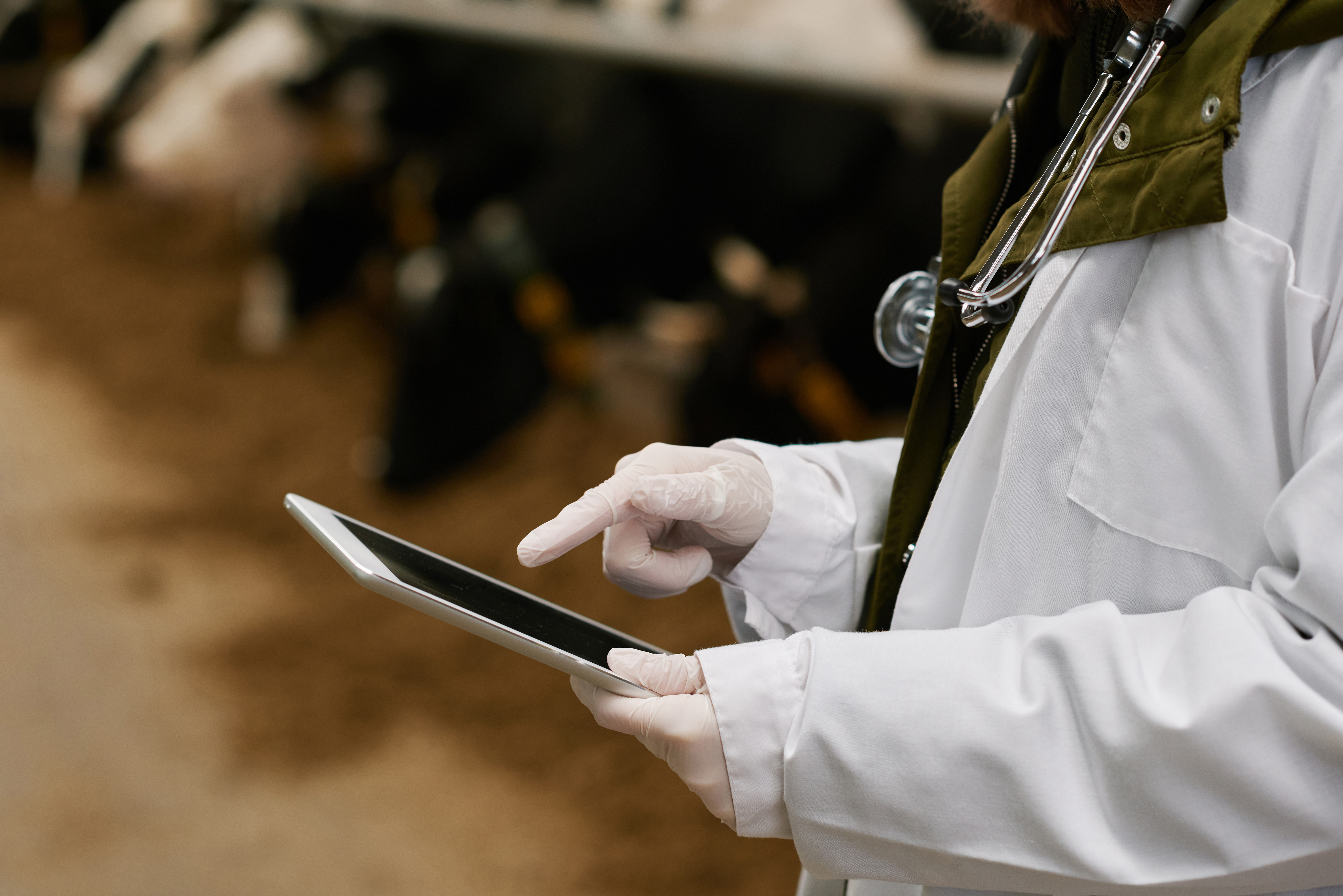 Artificial Intelligence: BVA launches toolkit to help vets use this rapidly advancing technology and tackle client self-diagnosis  Image